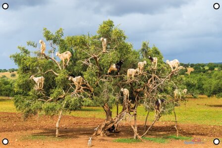 Geiten in een Arganboom tuinposter