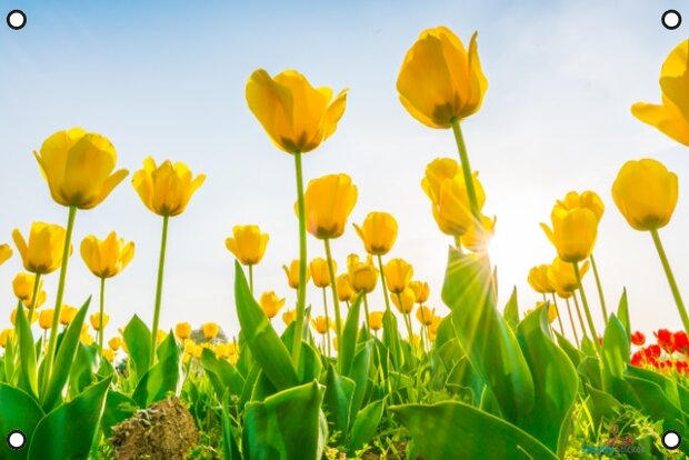 Gele tulpen in de lente tuindoek