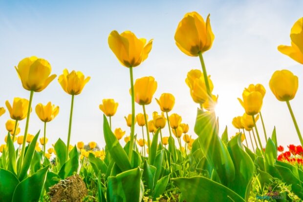 Gele tulpen in de lente tuindoek