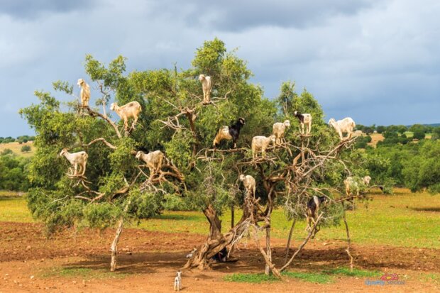 Geiten in een Arganboom tuinposter