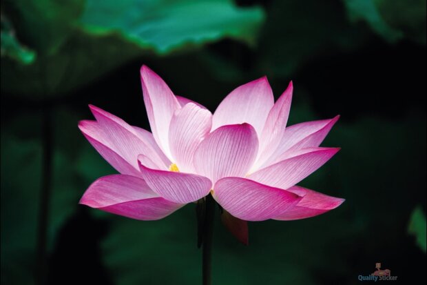 Lotus bloem tuinposter