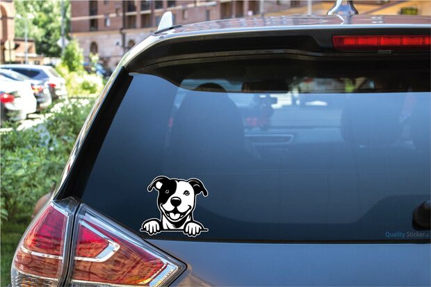 Gluurhond op auto met wm