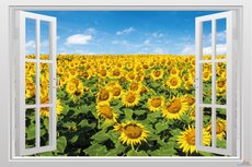 Open raam veld met zonnebloemen. Full color muursticker